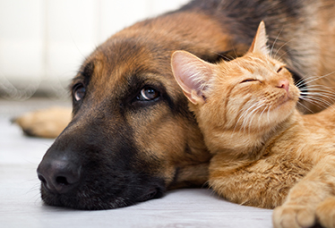 Why adopting a pet can transform your life?